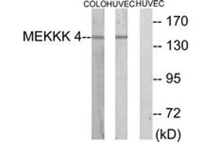 Western Blotting (WB) image for anti-Mitogen-Activated Protein Kinase Kinase Kinase Kinase 4 (MAP4K4) (AA 406-455) antibody (ABIN2889367) (MAP4K4 抗体  (AA 406-455))