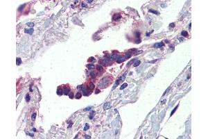 Anti-PLUNC antibody IHC of human lung, respiratory epithelium. (BPIFA1 抗体  (AA 101-150))