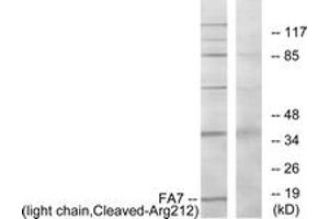 Western blot analysis of extracts from Jurkat cells, treated with eto 25uM 24h, using FA7 (light chain,Cleaved-Arg212) Antibody. (Factor VII 抗体  (Cleaved-Arg212))