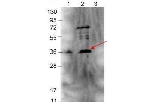 Western blot showing detection of 0. (p39 抗体)