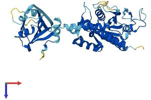IFI44 Protein (AA 1-422) (His tag)