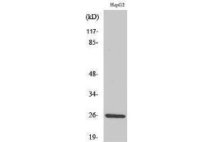 Western Blotting (WB) image for anti-Interleukin 32 (IL32) (C-Term) antibody (ABIN3185173) (IL32 抗体  (C-Term))