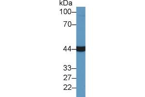 Western Blotting (WB) image for anti-Glutamic-Oxaloacetic Transaminase 1, Soluble (Aspartate Aminotransferase 1) (GOT1) (AA 2-413) antibody (ABIN1862213)
