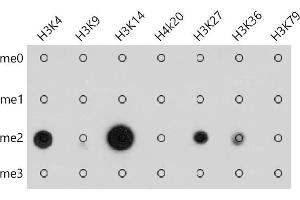 Dot-blot analysis of all sorts of methylation peptides using Pan DiMethyl-lysine antibody (ABIN7266777) at 1:1000 dilution. (Dimethyl-Lysine 抗体)