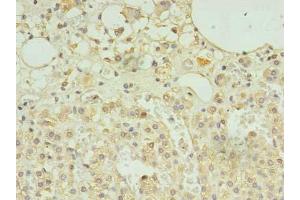 Immunohistochemistry of paraffin-embedded human adrenal gland tissue using ABIN7168735 at dilution of 1:100 (SCAMP5 抗体  (AA 170-235))
