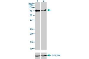 Western blot analysis of CHFR over-expressed 293 cell line, cotransfected with CHFR Validated Chimera RNAi (Lane 2) or non-transfected control (Lane 1). (CHFR 抗体  (AA 1-652))