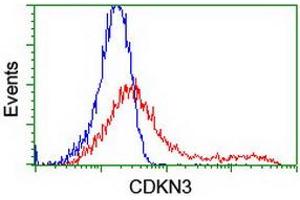 HEK293T cells transfected with either RC213080 overexpress plasmid (Red) or empty vector control plasmid (Blue) were immunostained by anti-CDKN3 antibody (ABIN2455052), and then analyzed by flow cytometry. (CDKN3 抗体)