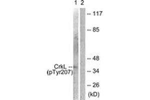 Western blot analysis of extracts from COS7 cells, using CrkL (Phospho-Tyr207) Antibody. (CrkL 抗体  (pTyr207))