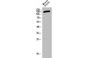 Western Blot analysis of MOUSE-BRAIN cells using CD101 Polyclonal Antibody (CD11 抗体  (Internal Region))