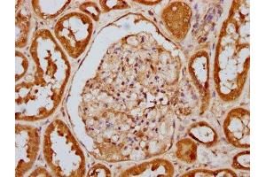 IHC image of ABIN7127689 diluted at 1:100 and staining in paraffin-embedded human kidney tissue performed on a Leica BondTM system.