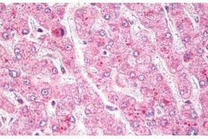 Anti-c-Met antibody IHC staining of human liver. (c-MET 抗体  (AA 1316-1365))