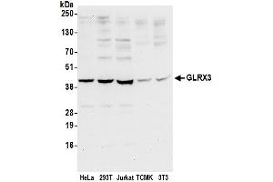anti-Glutaredoxin 3 (GLRX3) (AA 100-150) antibody
