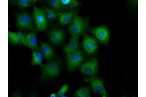 Anti-PDE4A mouse monoclonal antibody (ABIN2453430) immunofluorescent staining of COS7 cells transiently transfected by pCMV6-ENTRY PDE4A (RC207765). (PDE4A 抗体)
