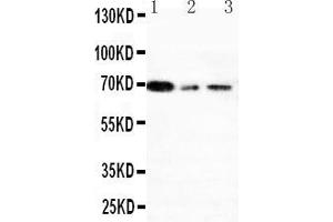 Western Blotting (WB) image for anti-X-Ray Repair Complementing Defective Repair in Chinese Hamster Cells 1 (XRCC1) (AA 15-34), (N-Term) antibody (ABIN3044234)