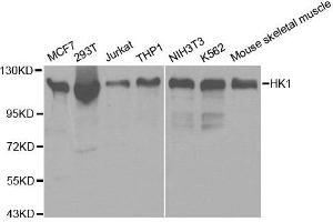 Western blot analysis of extracts of various cell lines, using HK1 antibody. (Hexokinase 1 抗体)