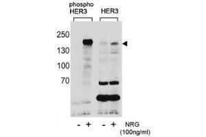 Western blot analysis of extracts from T47D cells, untreated or treated with NRG, using phospho-HER3 antibody (left) or nonphos Ab (right). (ERBB3 抗体  (pTyr1289))