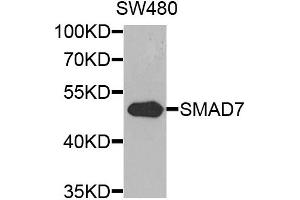 Western blot analysis of extracts of SW480 cells, using SMAD7 antibody. (SMAD7 抗体)