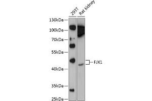 Western blot analysis of extracts of various cell lines, using FJX1 Antibody (ABIN6132035, ABIN6140644, ABIN6140645 and ABIN6224952) at 1:1000 dilution. (FJX1 抗体  (AA 138-437))