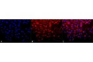 Immunocytochemistry/Immunofluorescence analysis using Mouse Anti-Hsp90 complex Monoclonal Antibody, Clone 8D3 (ABIN361731 and ABIN361732).