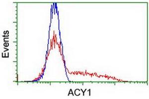 HEK293T cells transfected with either RC201284 overexpress plasmid (Red) or empty vector control plasmid (Blue) were immunostained by anti-ACY1 antibody (ABIN2454819), and then analyzed by flow cytometry. (Aminoacylase 1 抗体)
