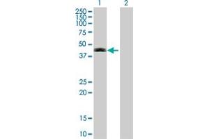 Western Blot analysis of SEPT12 expression in transfected 293T cell line by SEPT12 MaxPab polyclonal antibody. (Septin 12 抗体  (AA 1-358))