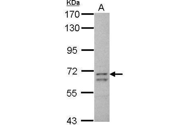 CCDC37 抗体  (N-Term)