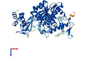 UDP-N-Acteylglucosamine Pyrophosphorylase 1-Like 1 (UAP1L1) (AA 1-507) protein (His tag)