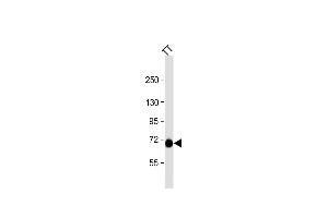 PCSK2 抗体  (N-Term)