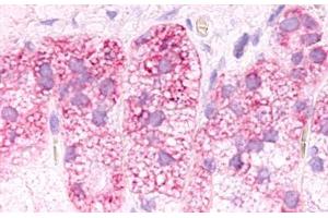 Image no. 1 for anti-G Protein-Coupled Receptor 182 (GPR182) (Cytoplasmic Domain) antibody (ABIN1048768) (G Protein-Coupled Receptor 182 抗体  (Cytoplasmic Domain))