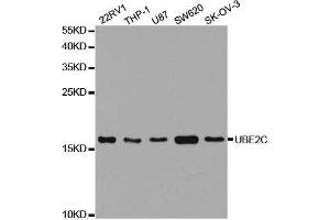 UBE2C 抗体  (AA 1-179)