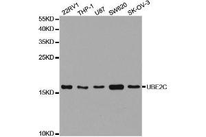 Western blot analysis of extracts of various cell lines, using UBE2C antibody. (UBE2C 抗体  (AA 1-179))
