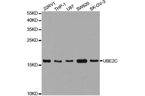 UBE2C 抗体  (AA 1-179)