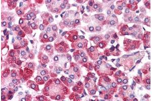 Anti-EMB antibody  ABIN1048542 IHC staining of human pancreas. (Embigin 抗体  (Internal Region))