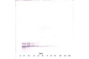 Image no. 1 for anti-Defensin, beta 104A (DEFB104A) antibody (ABIN465325) (DEFB104A 抗体)