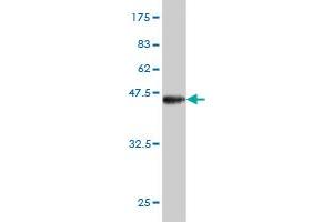Western Blot detection against Immunogen (40. (BRD3 抗体  (AA 418-556))