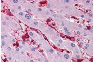Human Liver: Formalin-Fixed, Paraffin-Embedded (FFPE) (Filamin A 抗体  (AA 1819-2068))