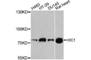 Western blot analysis of extracts of various cell lines, using HIC1 antibody. (HIC1 抗体)