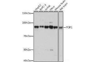 Western blot analysis of extracts of various cell lines using PCIF1 Polyclonal Antibody at dilution of 1:1000. (PCIF1 抗体)