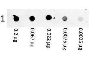 Dot Blot showing the detection of Mouse IgG. (山羊 anti-小鼠 IgG (Heavy & Light Chain) Antibody (PE) - Preadsorbed)