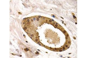 Immunohistochemistry of paraffin-embedded Human normal breast using TOR1A Polyclonal Antibody at dilution of 1:200 (40x lens). (TOR1A 抗体)