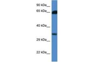 Image no. 1 for anti-Methylthioribose-1-Phosphate Isomerase 1 (Mri1) (AA 100-149) antibody (ABIN6746835) (MRI1 抗体  (AA 100-149))