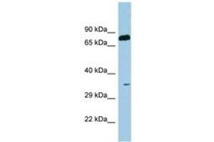 Image no. 1 for anti-serine Dehydratase (SDS) (AA 71-120) antibody (ABIN6741650) (serine Dehydratase 抗体  (AA 71-120))