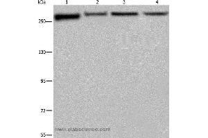 Western blot analysis of PC3, Hela, NIH/3T3 and HUVEB cell, using FLNA Polyclonal Antibody at dilution of 1:800 (Filamin A 抗体)
