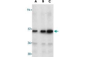 Western blot analysis of MAP3K7 in rat thymus tissue lysate with MAP3K7 polyclonal antibody  at (A) 1, (B) 2, and (C) 4 ug/mL . (MAP3K7 抗体  (N-Term))