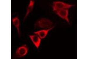 Immunofluorescence (fixed cells) (IF/ICC) image for anti-Phosphatidylinositol-4-Phosphate 3-Kinase, Catalytic Subunit Type 2 gamma (PIK3C2G) (C-Term) antibody (ABIN6264209)