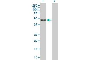 Western Blot analysis of KRR1 expression in transfected 293T cell line by KRR1 MaxPab polyclonal antibody. (KRR1 抗体  (AA 1-381))
