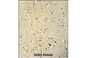 NGRN antibody (C-term) (ABIN654592 and ABIN2844291) immunohistochemistry analysis in formalin fixed and paraffin embedded human brain tissue followed by peroxidase conjugation of the secondary antibody and DAB staining. (NGRN 抗体  (C-Term))