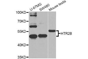 Western blot analysis of extracts of various cell lines, using HTR2B Antibody (ABIN1873110) at 1:1000 dilution. (Serotonin Receptor 2B 抗体)