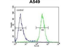 Flow cytometric analysis of A549 cells using GTPBP8 Antibody (Center) Cat. (GTPBP8 抗体  (Middle Region))
