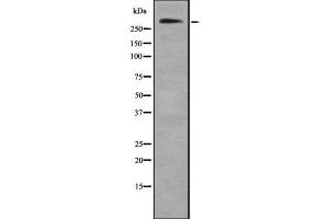 Western blot analysis of Collagen VII α1 using HeLa whole cell lysates (COL7A1 抗体  (C-Term))